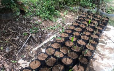 Durian Plantation Work Progress (August – October 2020)