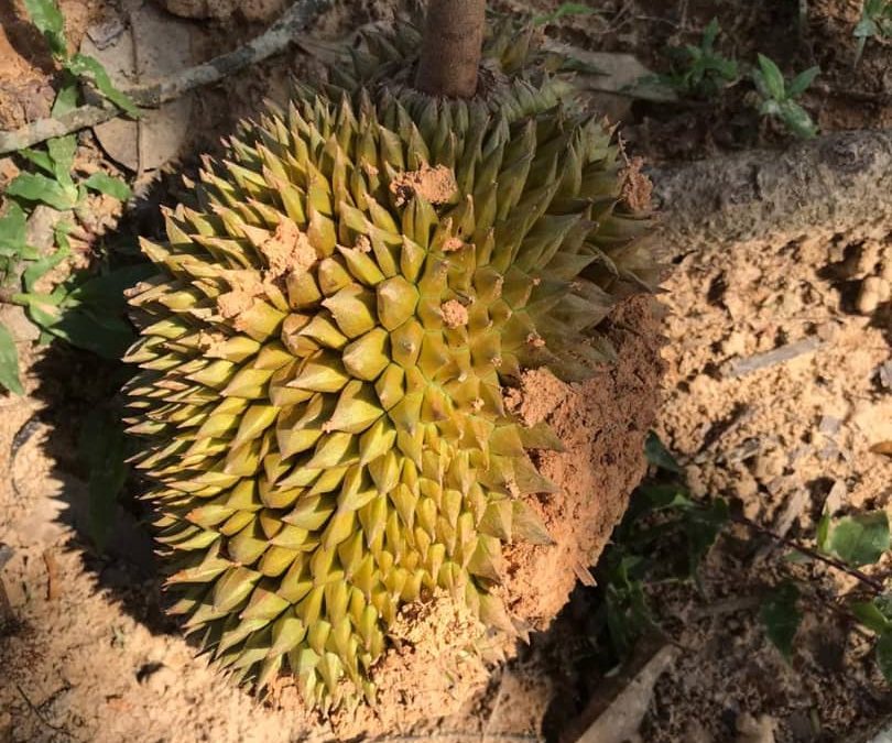 Durian Farm Progress (May – July 2020)