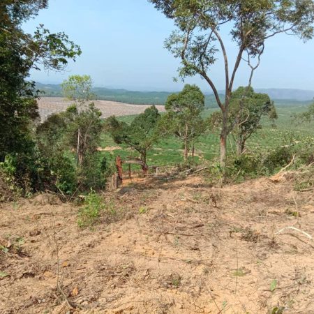 march 2020 - Durian Farm Project Progress (3)