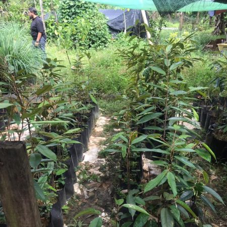 news okt 2020 - durian farm 15