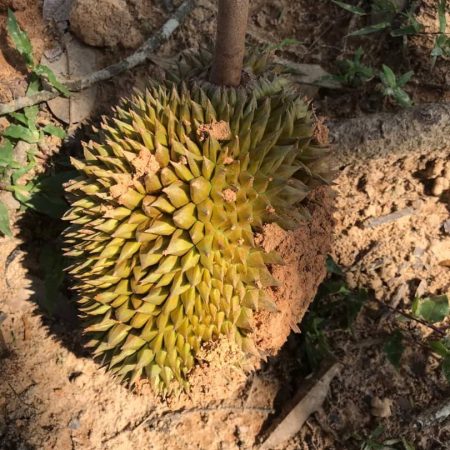 update Jun 2020_durian progress 16